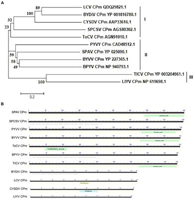 Tomato chlorosis virus CPm protein is a pathogenicity determinant and suppresses host local RNA silencing induced by single-stranded RNA